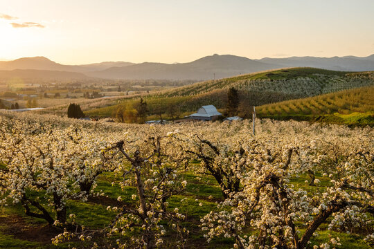 Blooming pear orchards, a barn and rolling hills at sunset in Oregon