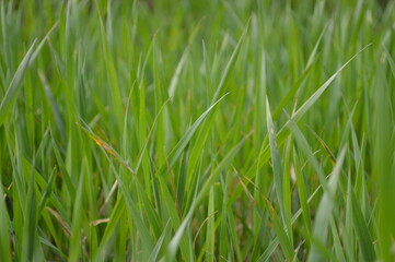 Obraz premium Vibrant green grass blades growing in a lush meadow during a bright spring day under soft natural light in a detailed close-up.