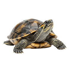 Fototapeta premium A colorful turtle with a vibrant shell and spotted legs on transparent background