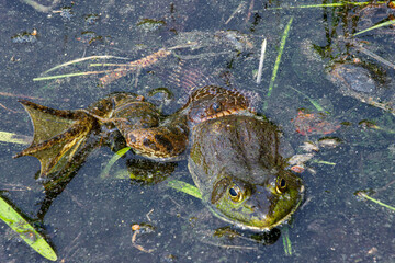 water snake nerodia sipedon sipedon predating on bull frog in the mud closeup