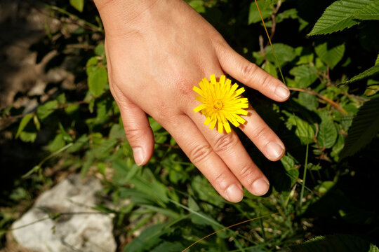 Hand Wearing Yellow Wildflower as Natural Ring