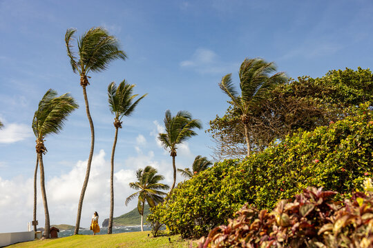 Tropical paradise