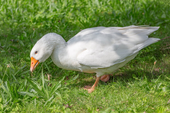 white_goose