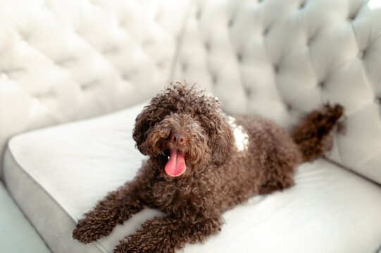 portrait of a brown poodle