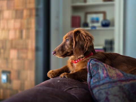 dachshund puppy relaxing on couch