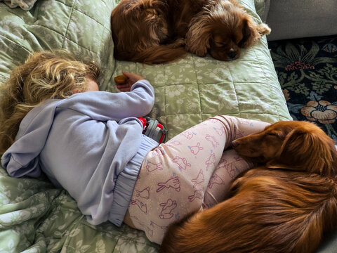Toddler and dogs sleeping