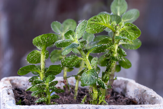 Mint in pot with aphids. Plant infested by small insects. Pest control for gardening and botany. Agriculture and natural resources.