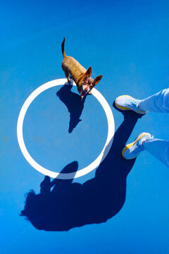 Small Dog Stands in White Circle on Blue Court During Sunny Day