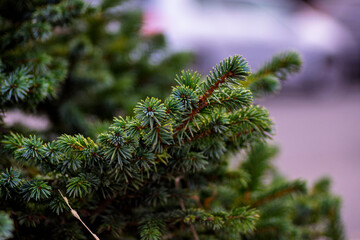 Fototapeta premium Macro shot of a fresh green spruce branch with sharp needles against a soft blurred background