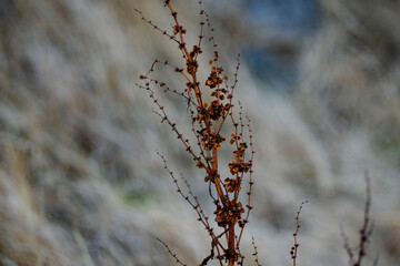 Close-up of Dry Withered Plant Stalk with Seeds in Winter Field against Blurred Bokeh Background