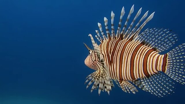 Lionfish Underwater: A mesmerizing lionfish glides gracefully through the deep blue, showcasing its striking beauty and intricate patterns.