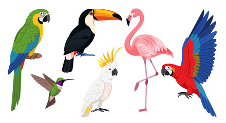Fototapeta premium Colorful illustration of various exotic birds