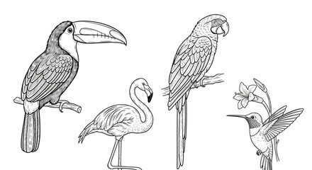 Fototapeta premium Four exotic birds including toucan, flamingo, parrot and hummingbird