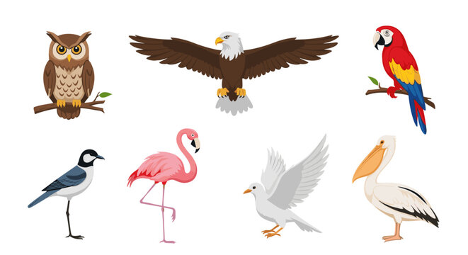 Collection of various colorful bird species