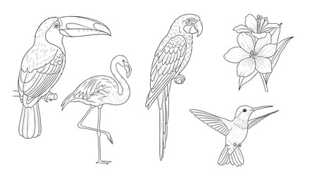 Fototapeta premium Set of exotic birds and a flower in a line drawing style