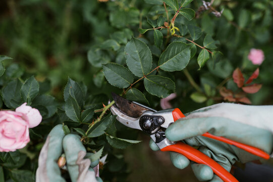 close up of hands pruning roses