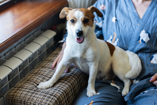 Cute Jack Russell Terrier