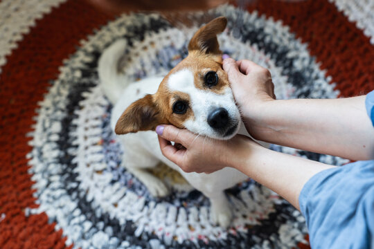 Cute Jack Russell Terrier