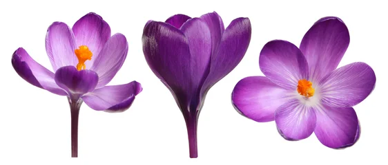 Fotobehang Krokus Purple crocus flowers isolated on white, set  © New Africa