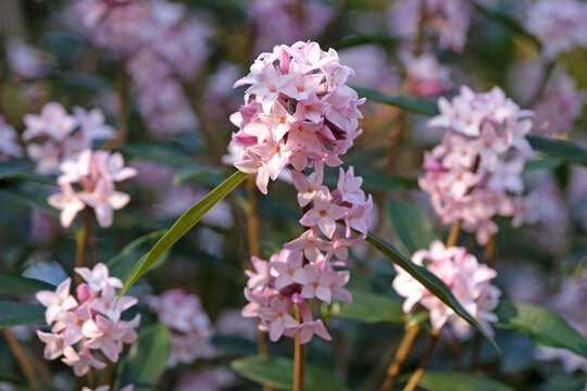 Clusters of pale pink flowers of Daphne &lsquo;Spring Beauty&rsquo;.