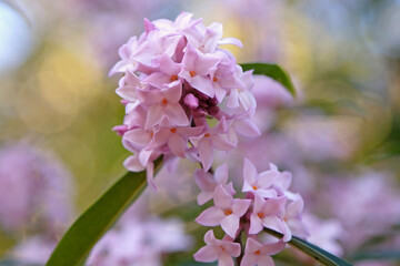 Obraz premium Clusters of pale pink flowers of Daphne ‘Spring Beauty’.