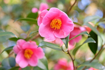 Fototapeta premium Pink Camellia x williamsii ‘Cherub’ in flower