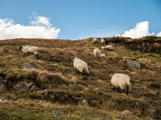 Fototapeta premium Wool sheep grazing grass on a hills of Connemara, Ireland. Agriculture and farming industry. Warm sunny day.