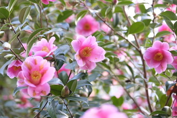 Obraz premium Pink Camellia x williamsii ‘Cherub’ in flower
