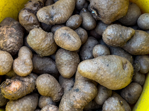Selective focus of brown fruits or roots of air potato, Dioscorea bulbifera is a species of true yam in the yam family, Dioscoreaceae, Widely cultivated and has become naturalized in many regions.