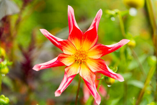 France, Giverny.  The garden and inspiration of famous impressionist, Claude Monet.  Dahlia flower