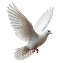 Fototapeta premium A graceful white dove in flight, a symbol of peace. Its wings are spread wide, capturing the essence of freedom, isolated on transparent background
