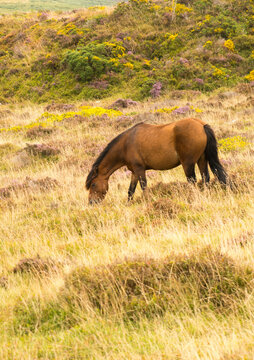 UK, England, Devonshire.  A feral Dartmoor pony, near the rock outcropping, Hay Tor.