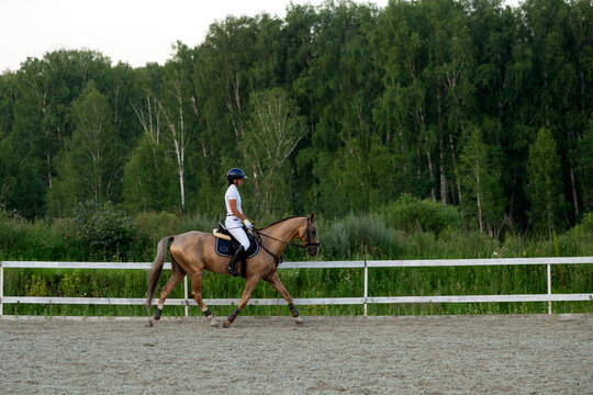 Equestrian rider trotting on horse in paddock near forest