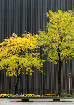 USA, IL, Chicago.  Fall colour in the trees with dark grid pattern building in the background