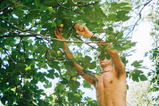 Man Picking Summer Figs