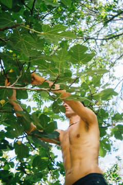 Man Picking Summer Fig Fruit