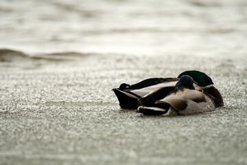 Obraz premium Two mallards rest in the icy water of the winter Baltic Sea. Muted light and a frozen surface convey the harsh and silent side of the coastal winter.