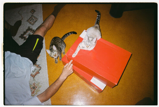 Cats and man lay floor home