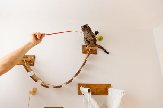 A young man is playing with a cat.