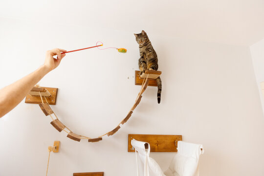 A young man is playing with a cat.