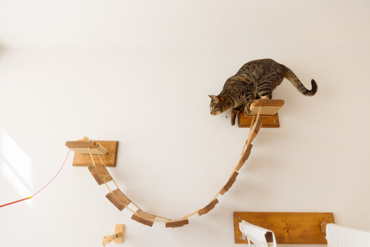 A young man is playing with a cat.