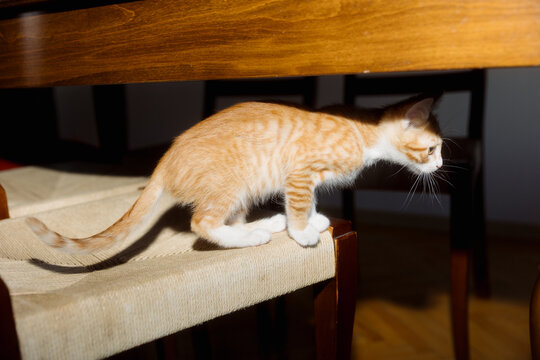 little ginger kitten getting ready to jump