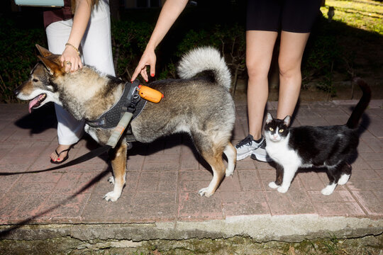 two young women petting a dog