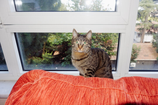 The cat is sitting near the window