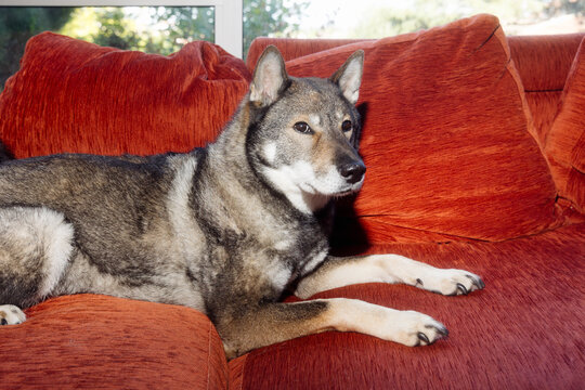 dog is lying on a sofa