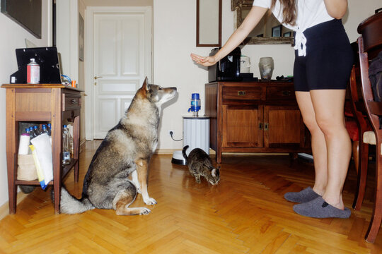 A young woman feeds a cat with food from a package