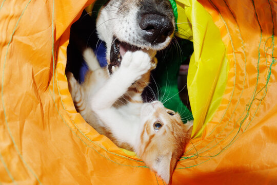 dog and cat playing