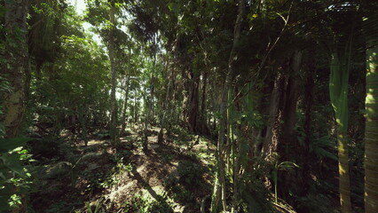 Obraz premium Late afternoon golden shafts piercing dense canopy illuminate ferns and vine tangles, warm tones contrast deep green shadows creating cinematic natural scene