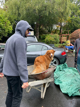 Man With Dog in Wheelbarrow Outdoors in a Residential Area