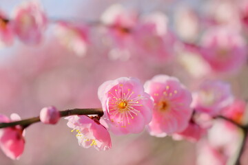 日本の梅園の梅